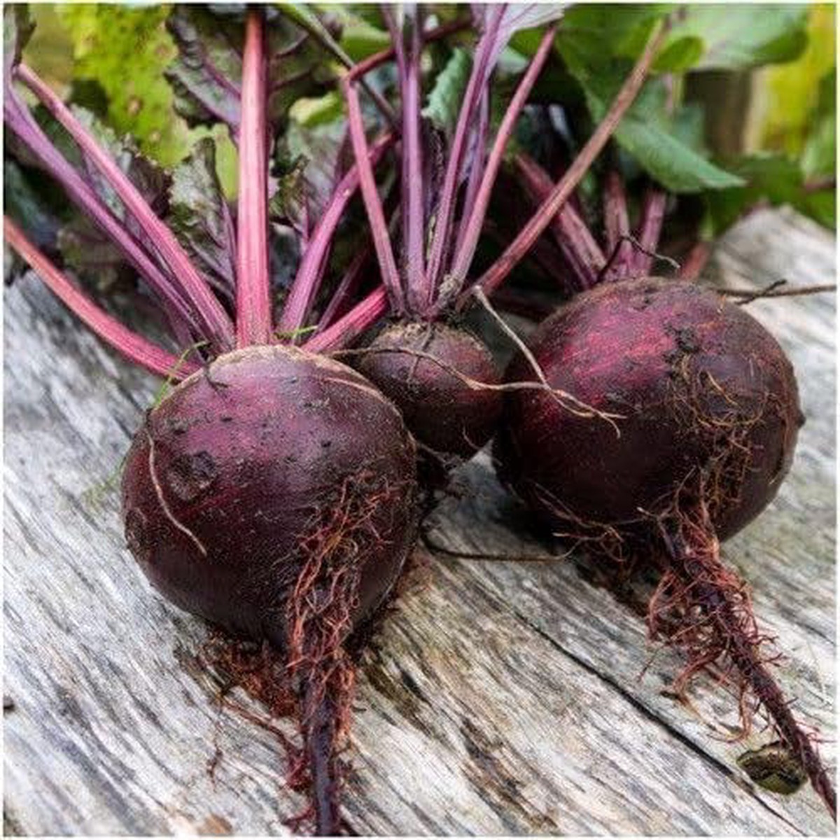 Beetroot Detroit Dark Red Seeds Heirloom, Fast-Growing, High-Yield Root Vegetable