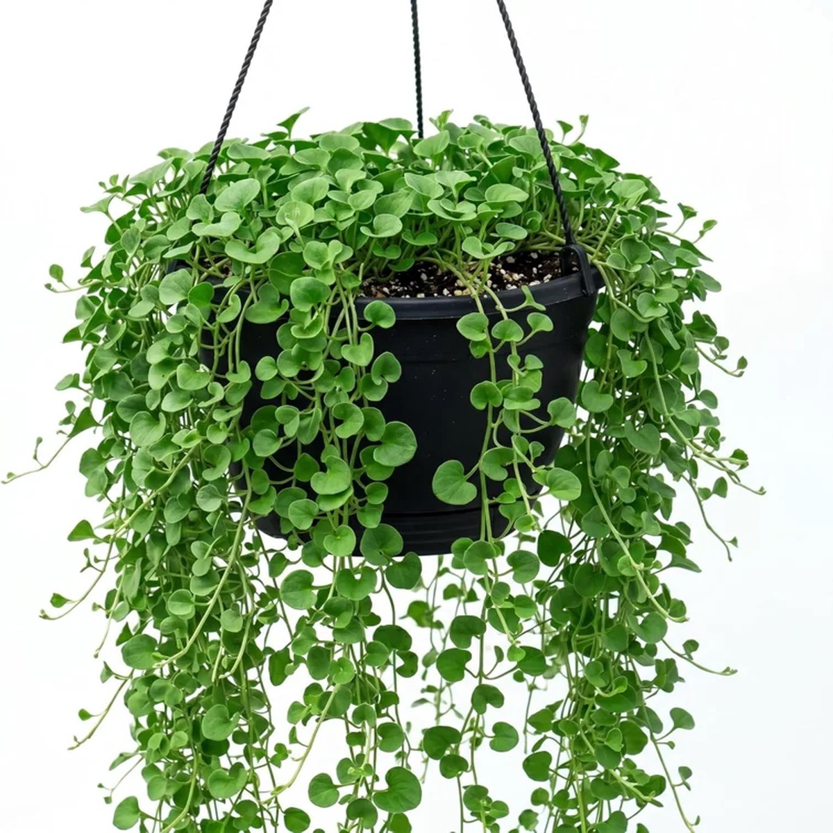 Dichondra Green Falls Live Plant, 4 Inch Pot - Ground Cover & Hanging Baskets