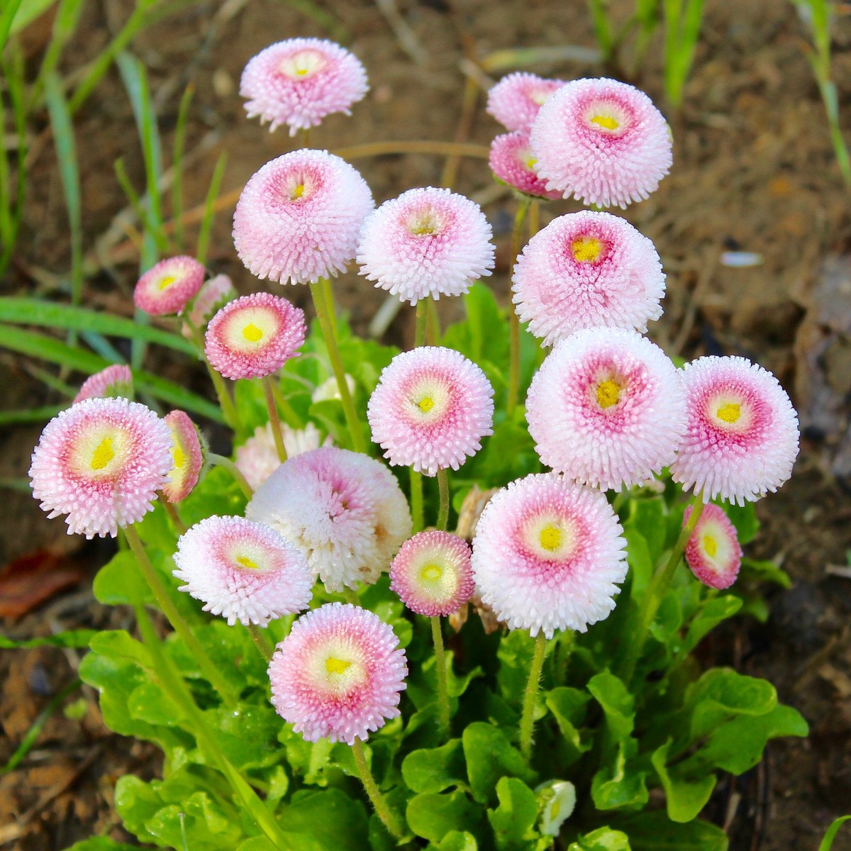 Heirloom Non-GMO Pink White Bellis Perennis Flower Seeds for Planting High Germination Organic Garden Seeds