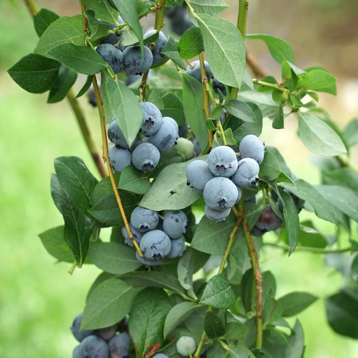 Legacy Blueberry Starter Plug Live Plant - Vaccinium corymbosum - USDA Zones 5-8