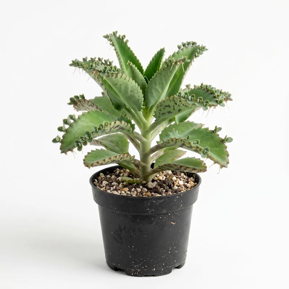 Mother of Thousands Live Plant Green Kalanchoe Succulent 4 Inch Pot Indoor