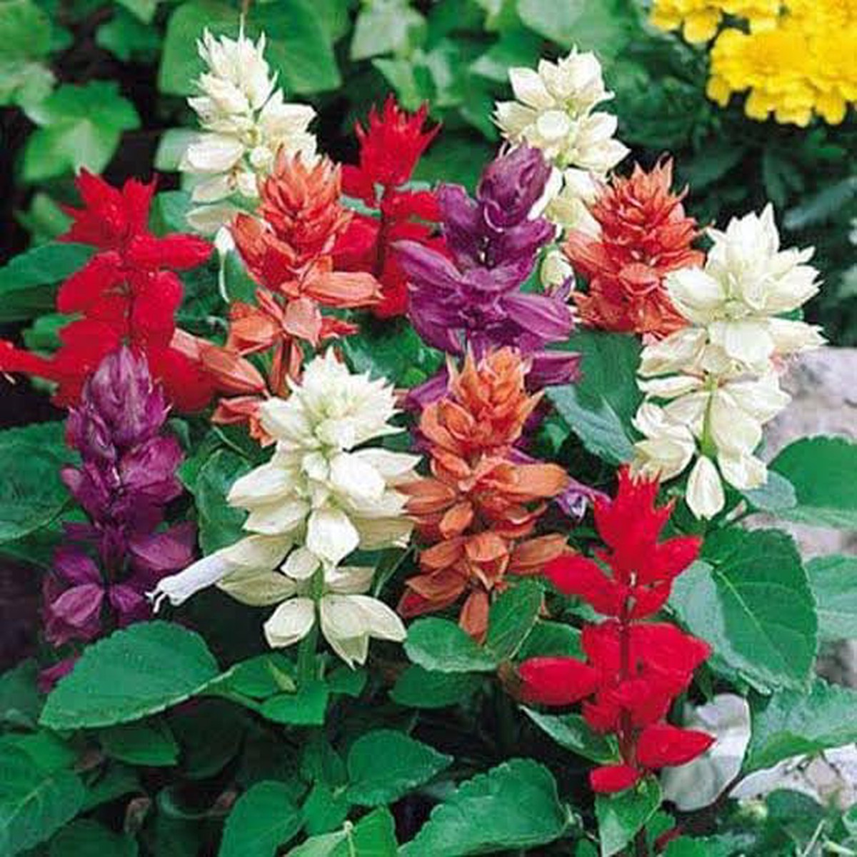 Salvia Splendens Flower Seeds Vibrant Red Blooms, Heirloom & Non-GMO Garden Seeds
