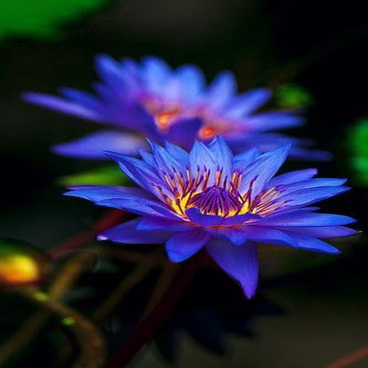 Blue Lotus Seeds (Nymphaea caerulea) Heirloom, Non-GMO Water Garden Seeds