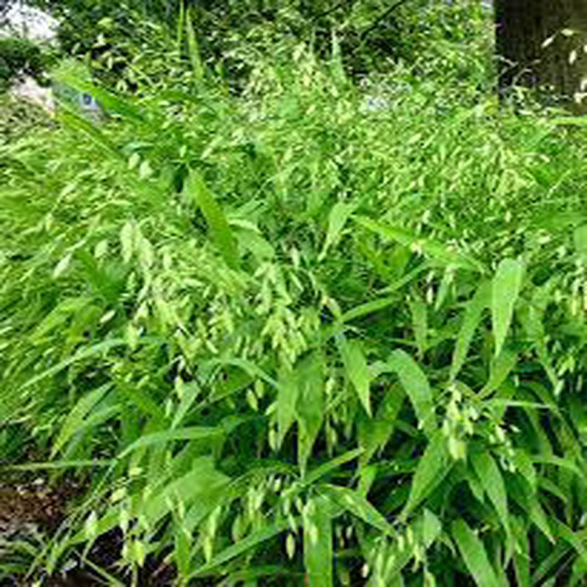 Chasmanthium Latifolium Seeds Northern Sea Oats, Native Ornamental Grass Seeds for Planting in Gardens and Landscapes