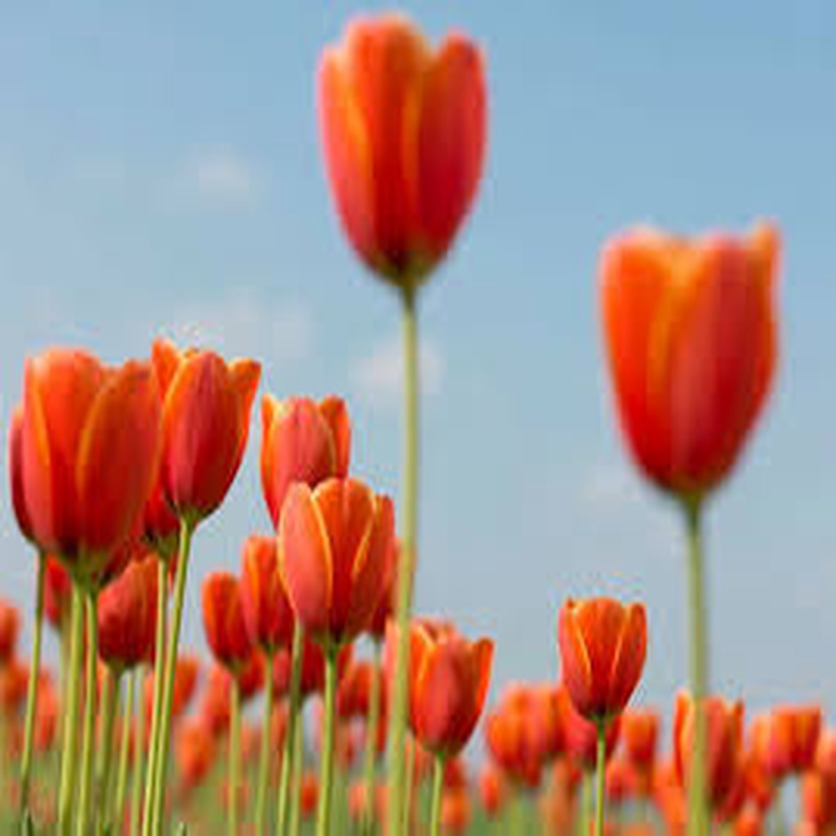 Darwin Hybrid Tulip Bulbs Large, Perennial Tulips for Bold Spring Color
