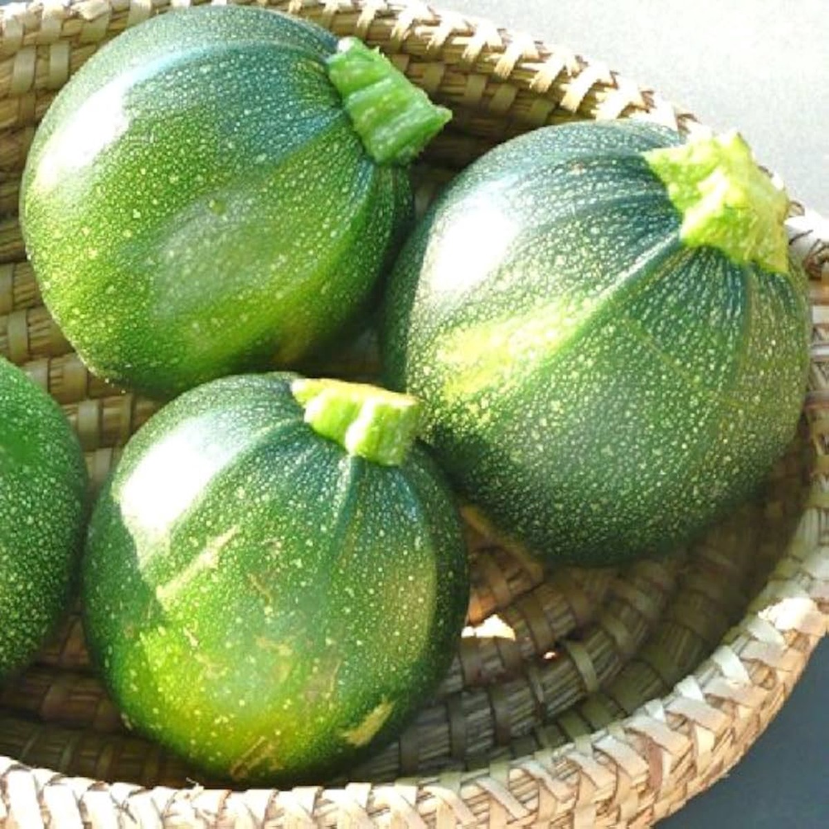 Green Round Zucchini Squash Seeds for Planting Heirloom, Non-GMO, High-Yield Summer Vegetable Seeds