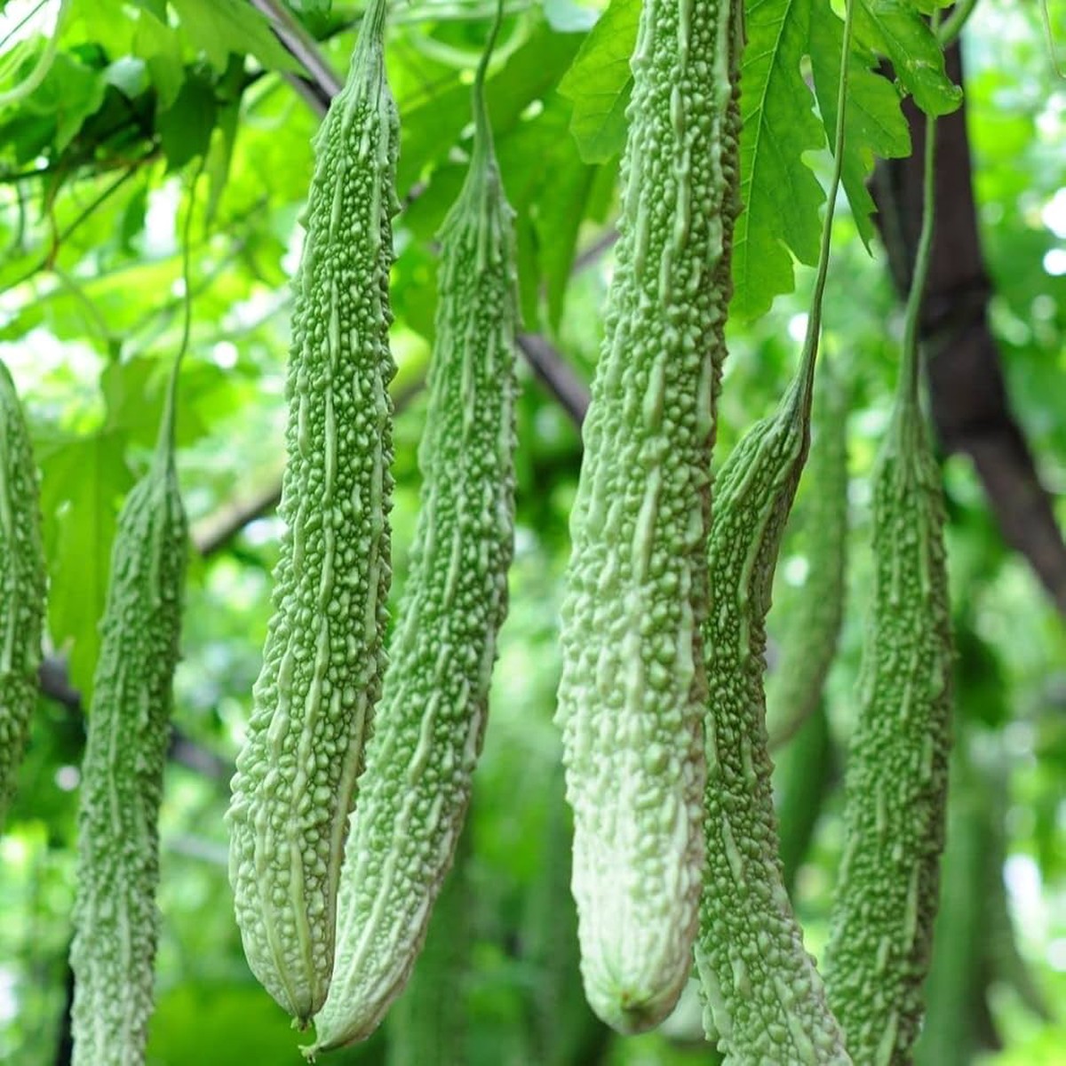 Indian Long Bitter Gourd Seeds for Planting Heirloom, Non-GMO Vegetable Seeds for Organic Home Gardening