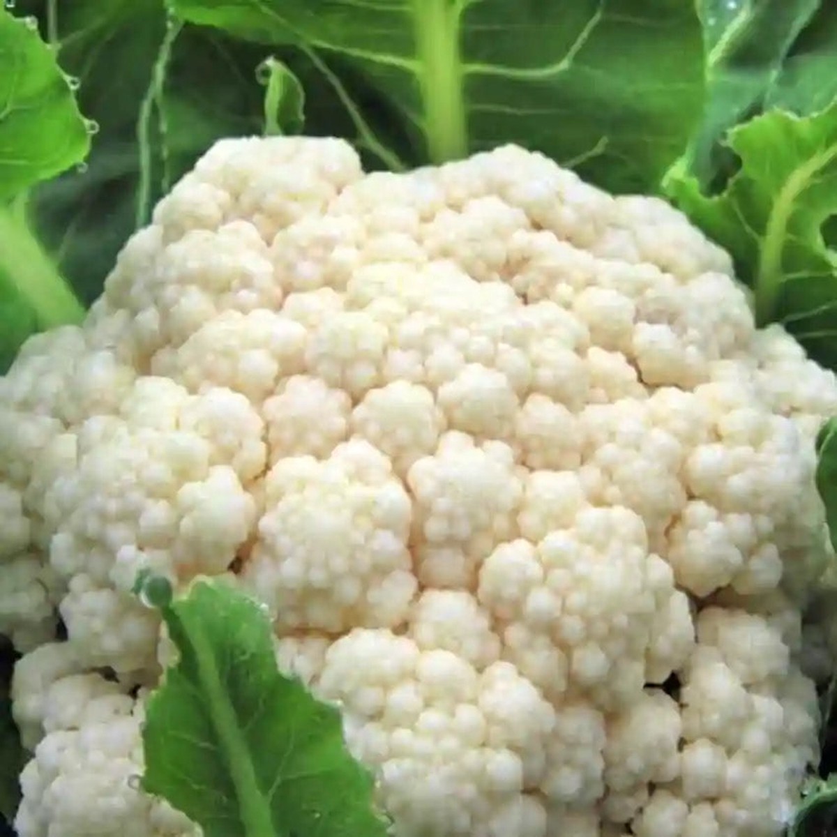 Indian Temperate Cauliflower Seeds for Planting High-Yield, Non-GMO Vegetable Seeds for Home Garden & Commercial Farming