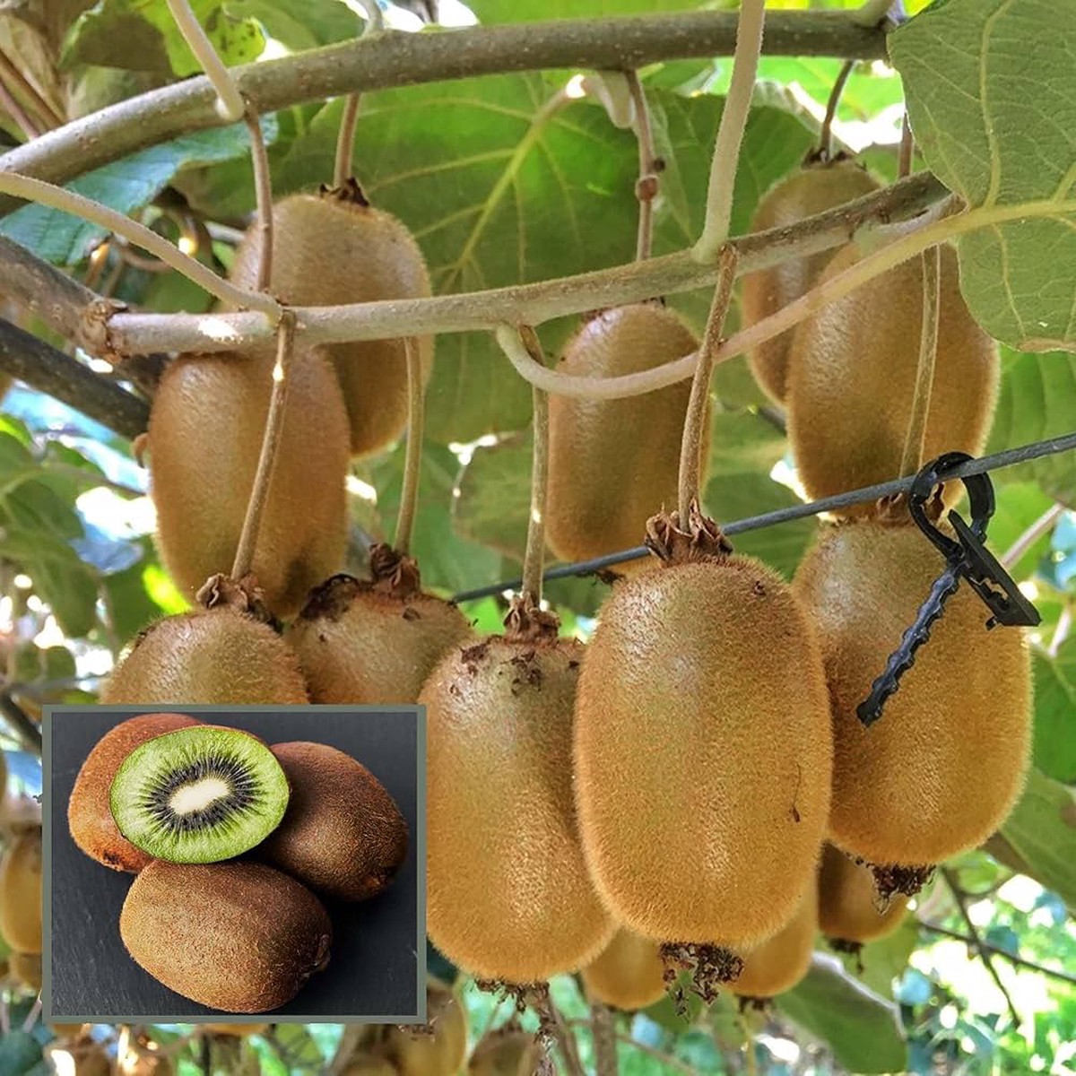 Kiwi Hayward Seeds High-Yield, Cold Hardy Fruit Seeds for Garden Planting