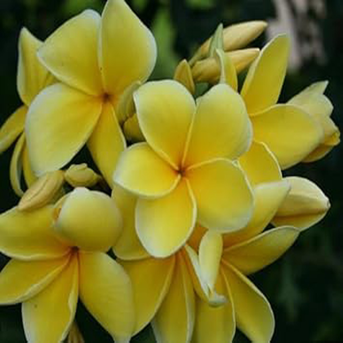 Light Yellow Frangipani Flower Seeds Heirloom Non-GMO Plumeria Seeds for Tropical Garden Blooms