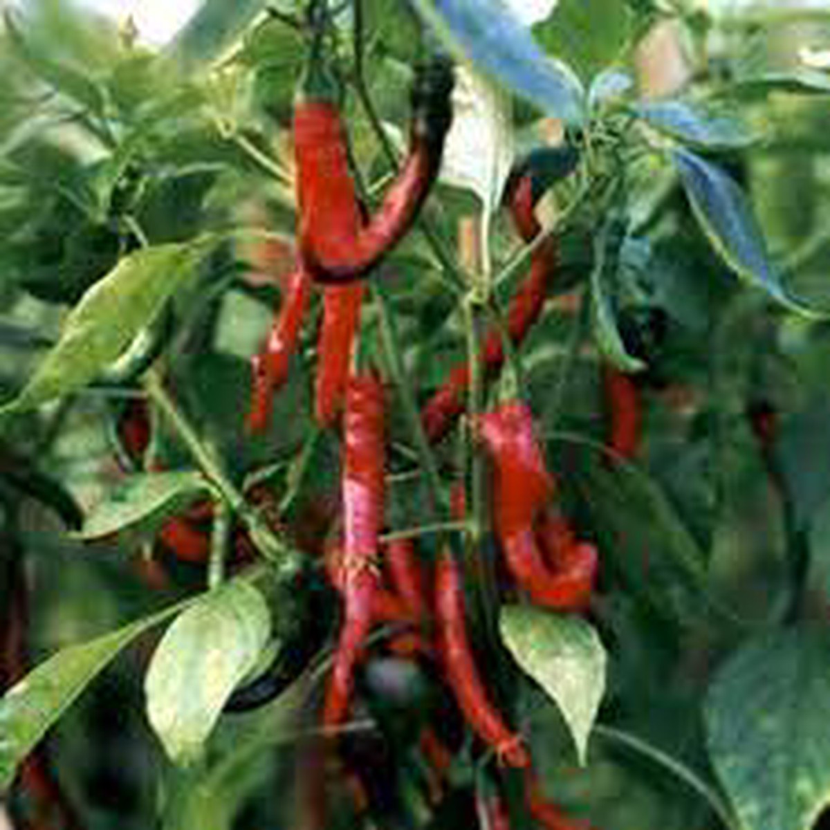 Long Red Hot Chili Pepper Vegetable Seeds for planting Dry Cayenne Type, High Heat, Non-GMO