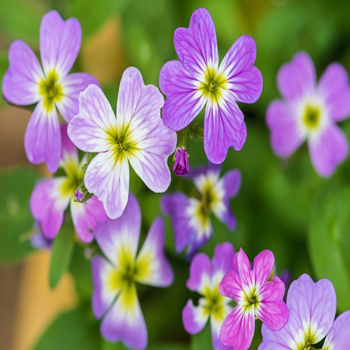 Malcolmia maritima (Virginia Stock) Flower Seeds for Planting Heirloom, Non-GMO Fragrant Blooms for Cool-Season Gardens