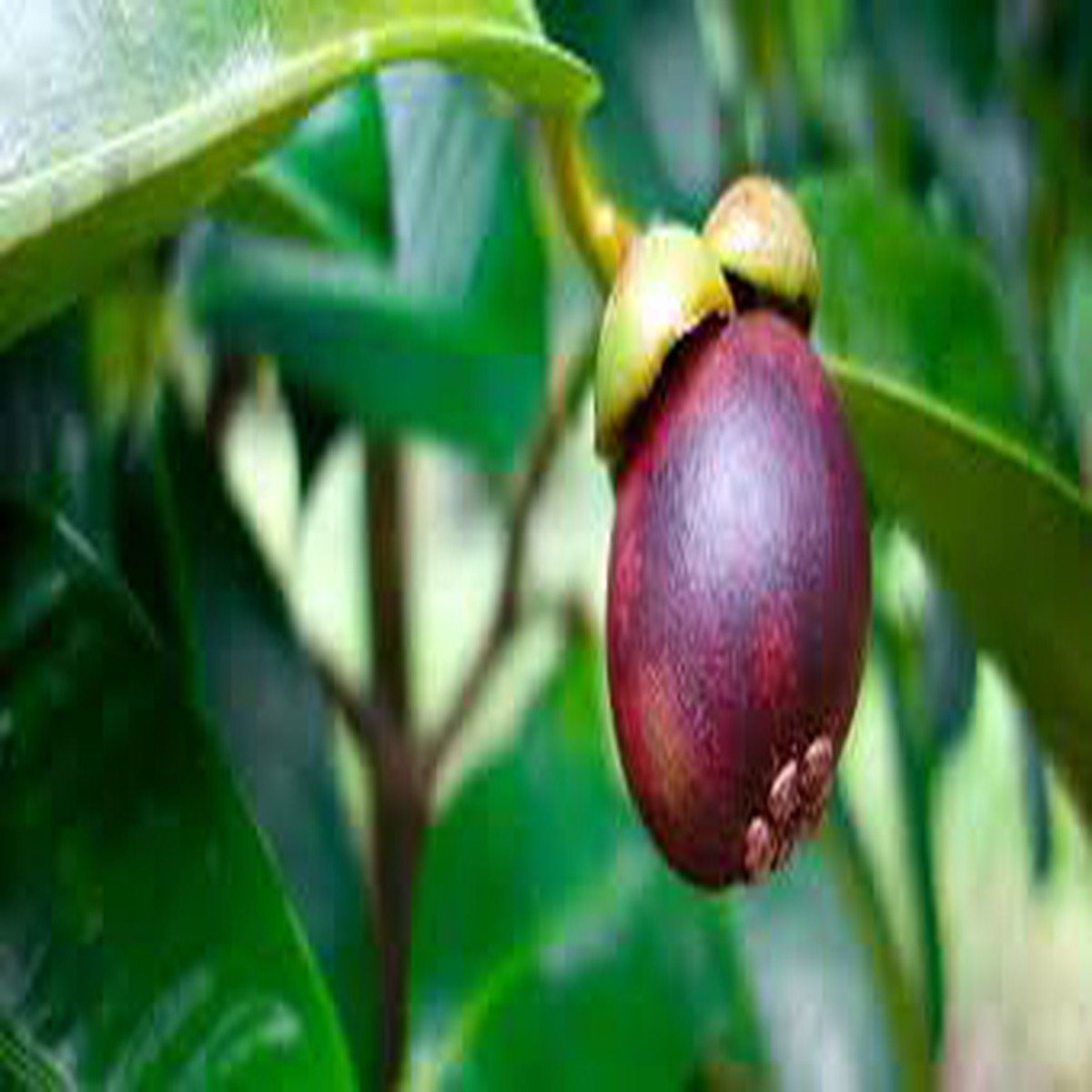Mangosteen Purple Fruit Seeds Tropical Non-GMO Heirloom Seeds for Garden Planting