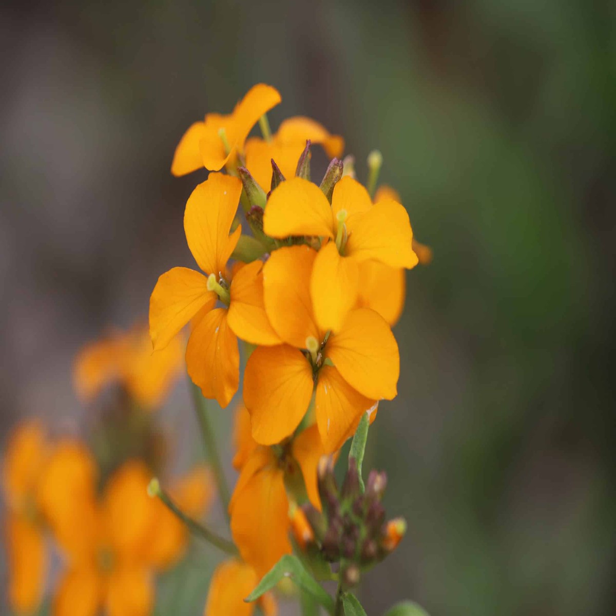 Orange Erysimum Aliionii Flower Seeds for Planting, NON GMO Seeds