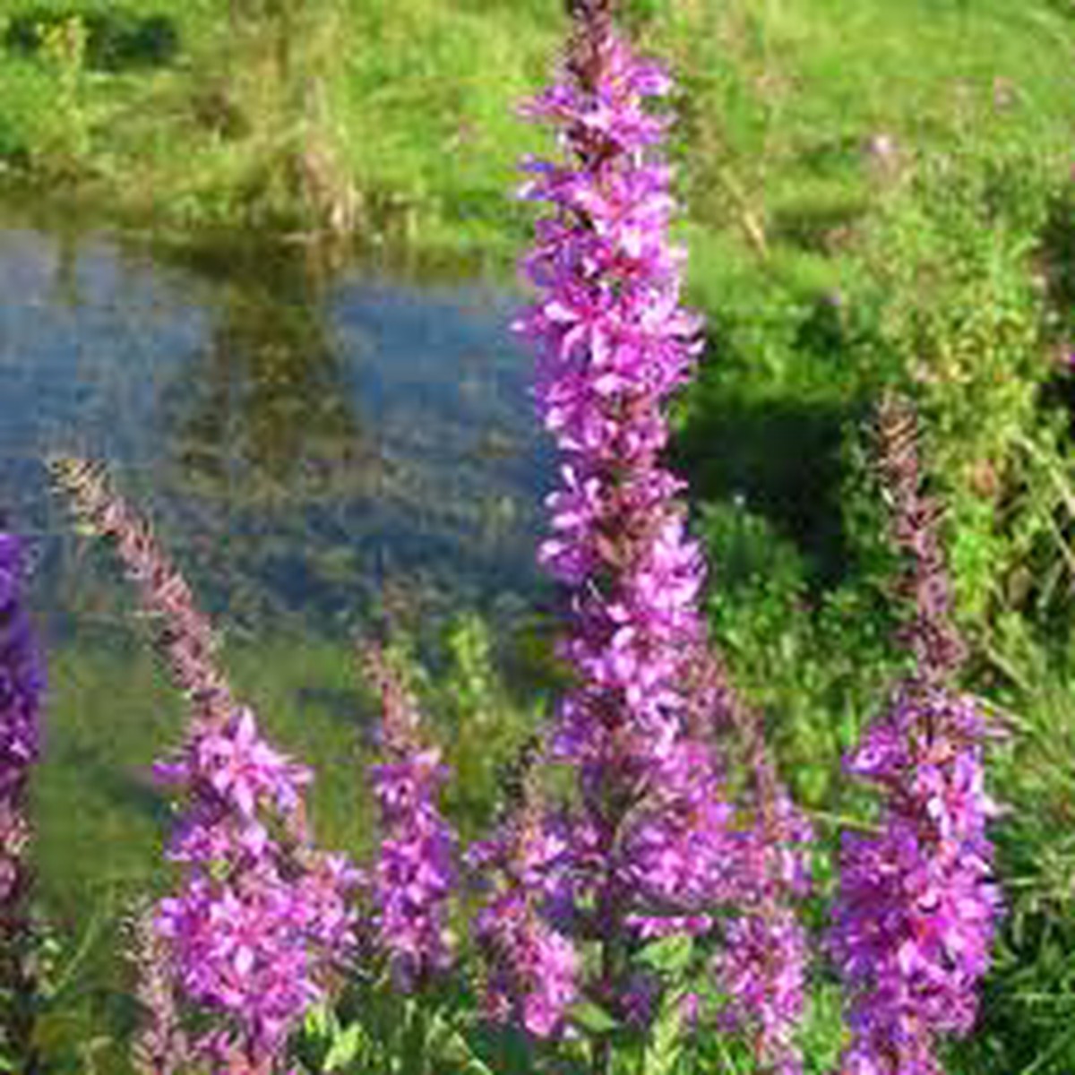 Purple Loosestrife Flower Seeds for Planting Heirloom & Non-GMO Hardy Perennial for Wetlands and Pollinator Gardens