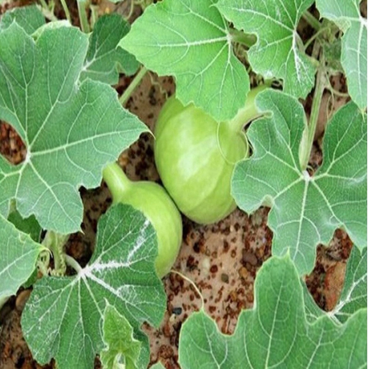 Round Bottle Gourd Vegetable Seeds for Planting Heirloom, Non-GMO Vegetable Seeds for Home Garden & Organic Farming