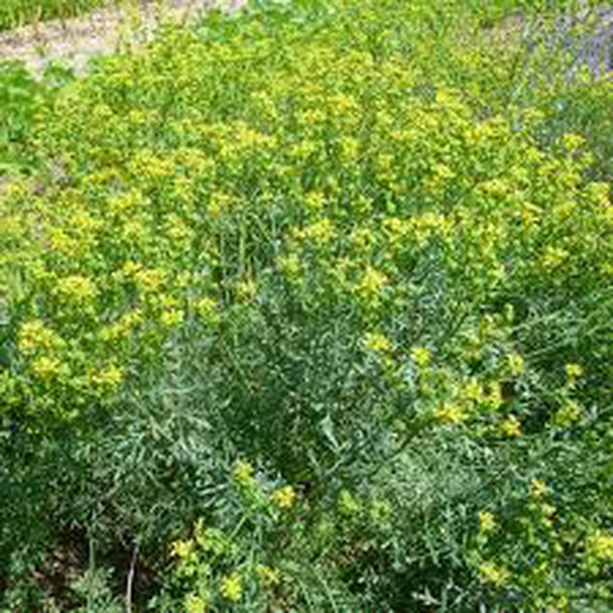 Rue Herb Seeds (Ruta graveolens) for Planting Heirloom, Non-GMO Medicinal & Companion Plant for Herb Gardens