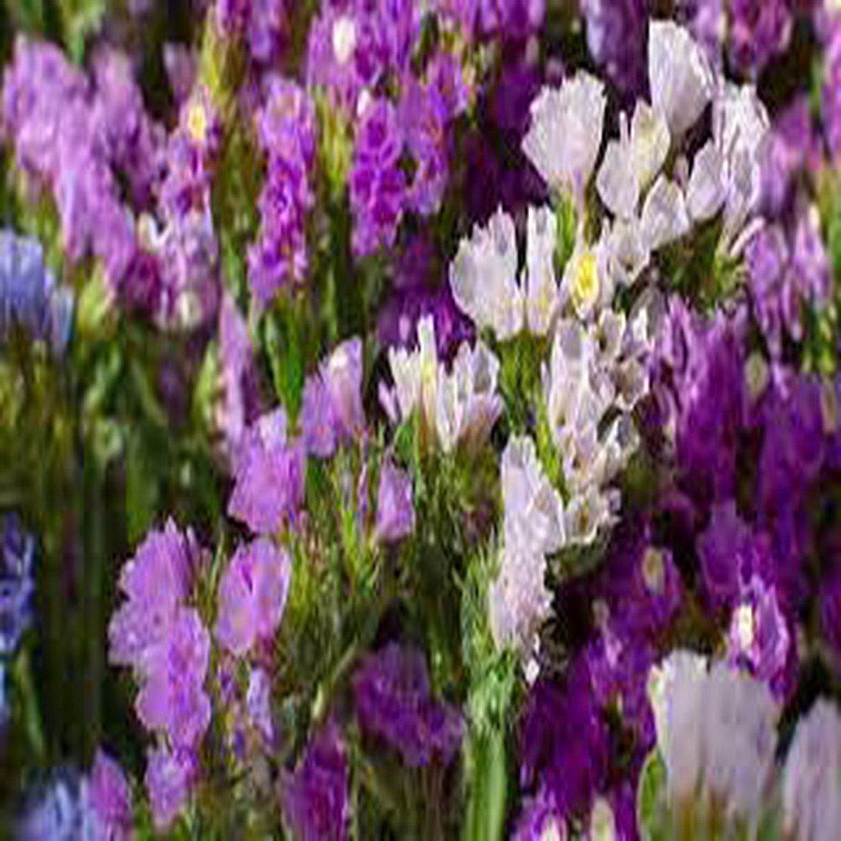 Statice Mix Flower Seeds for Planting Heirloom & Non-GMO Everlasting Blooms for Cut and Dried Flower Gardens
