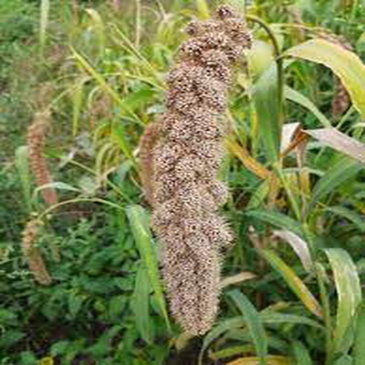 White Wonder Millet Seeds (Setaria italica) Heirloom, Non-GMO Foxtail Millet Seeds for Planting and Organic Farming
