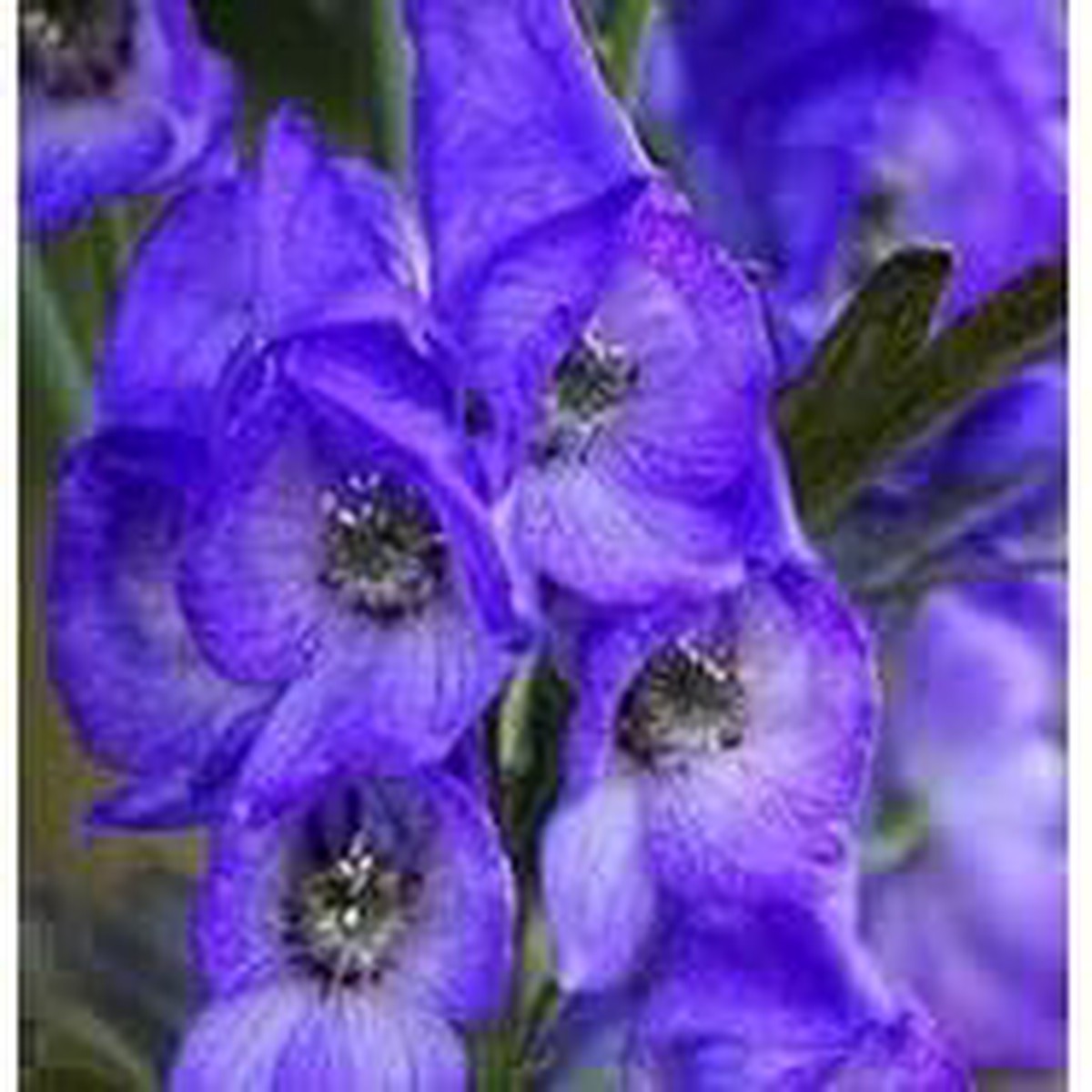 Aconite Flower Seeds for Planting Heirloom, Non-GMO, High Germination Organic Garden Seeds