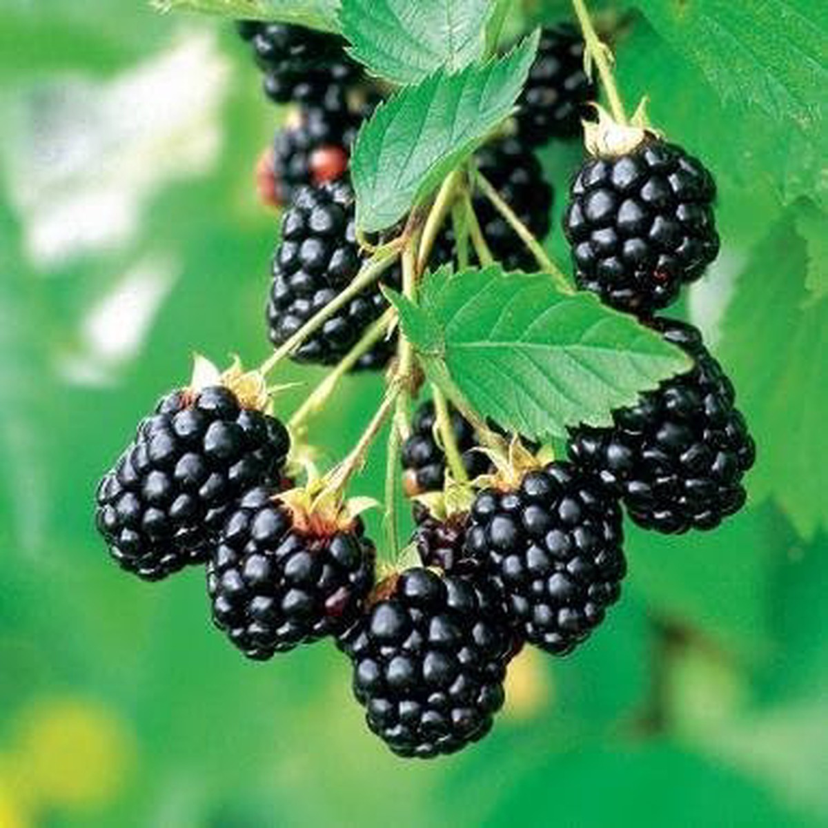 Blackberry Arapaho Seeds Thornless, Heirloom, Non-GMO, High-Yield for Garden Planting