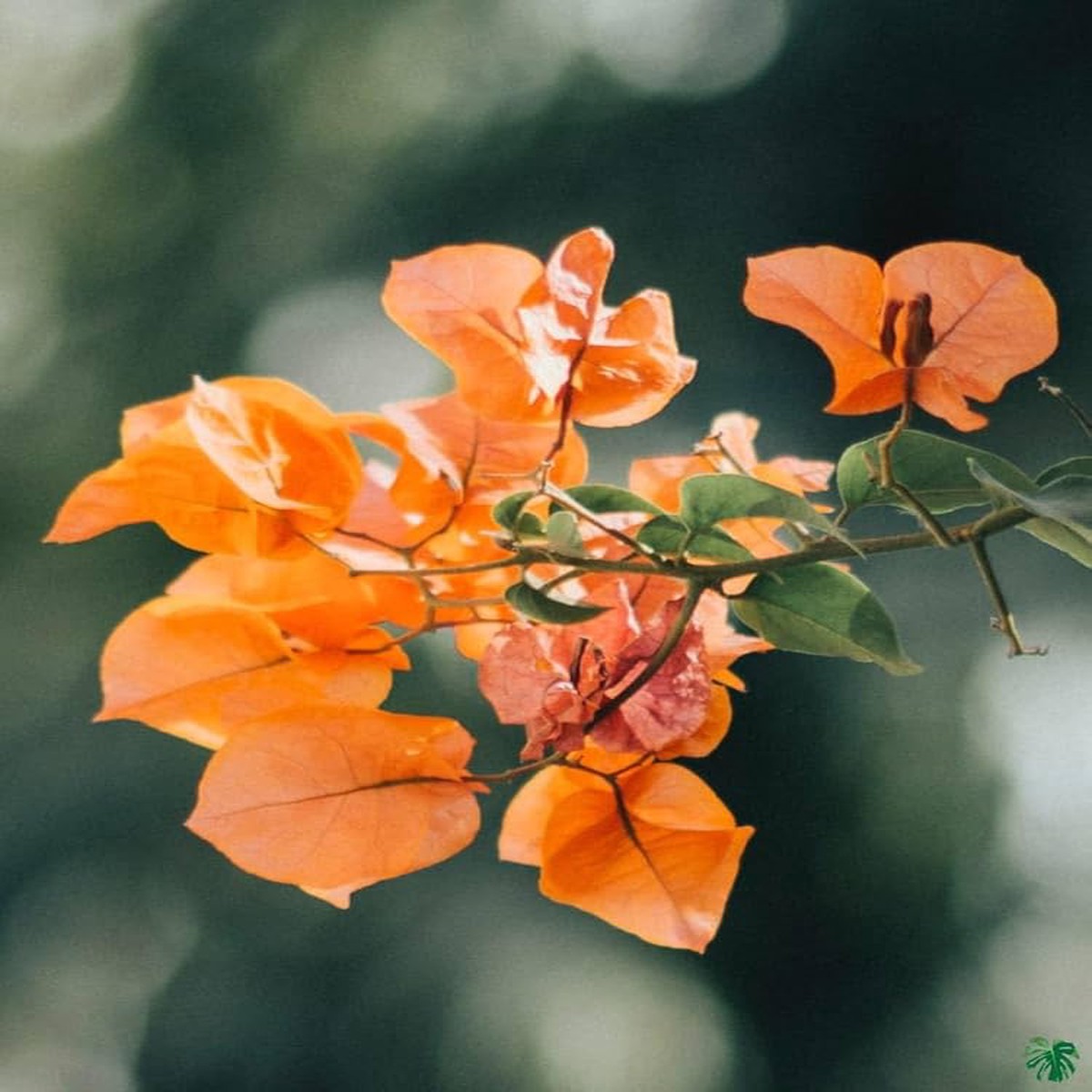 Bougainvillea Orange Flower Seeds for Planting Heirloom, Non-GMO, High Germination Organic Garden Seeds
