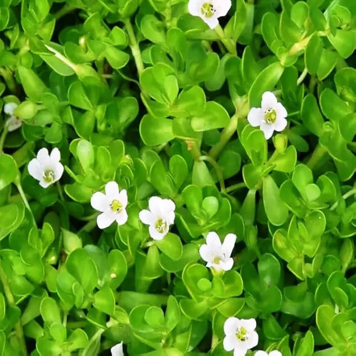Brahmi (Bacopa monnieri) Seeds for Planting Heirloom, Non-GMO Ayurvedic Medicinal Herb for Brain & Memory Support