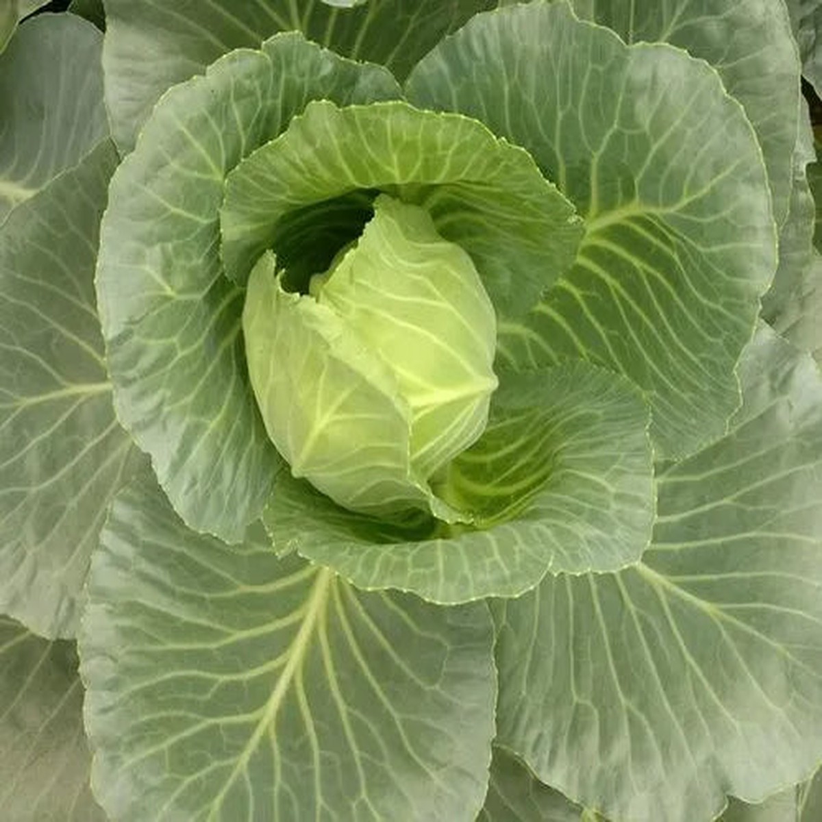 Cabbage TEMP Round Hybrid Seeds High-Yield Vegetable Seeds for Planting, Non-GMO, Suitable for Home Garden & Farming