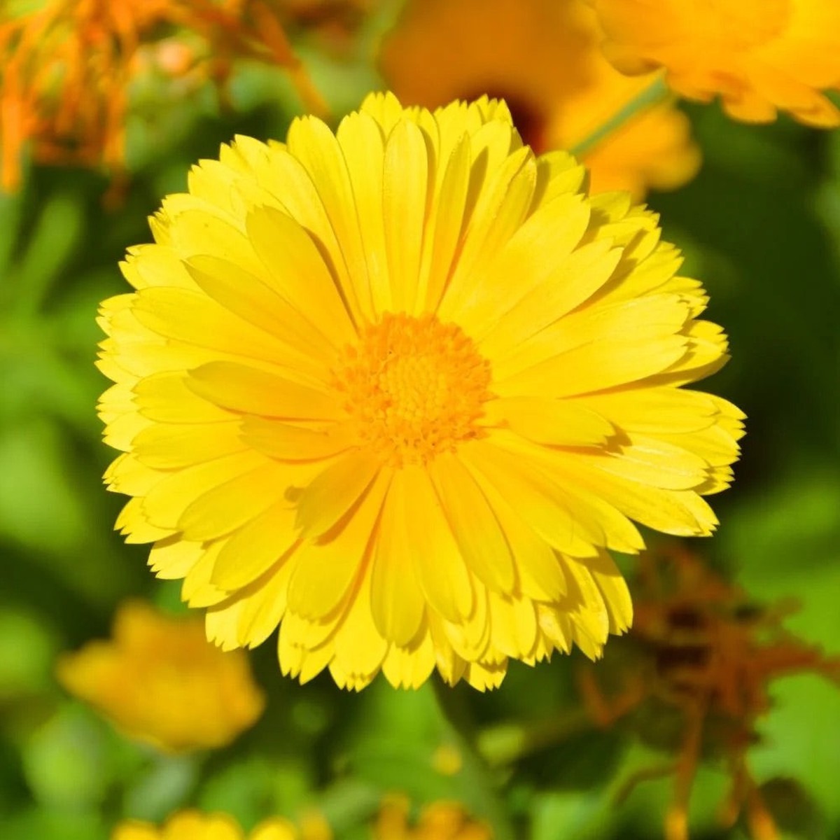 Coreopsis lanceolata Flower Seeds for Planting Heirloom & Non-GMO Perennial Blooms for Pollinator Gardens & Wildflower Meadows