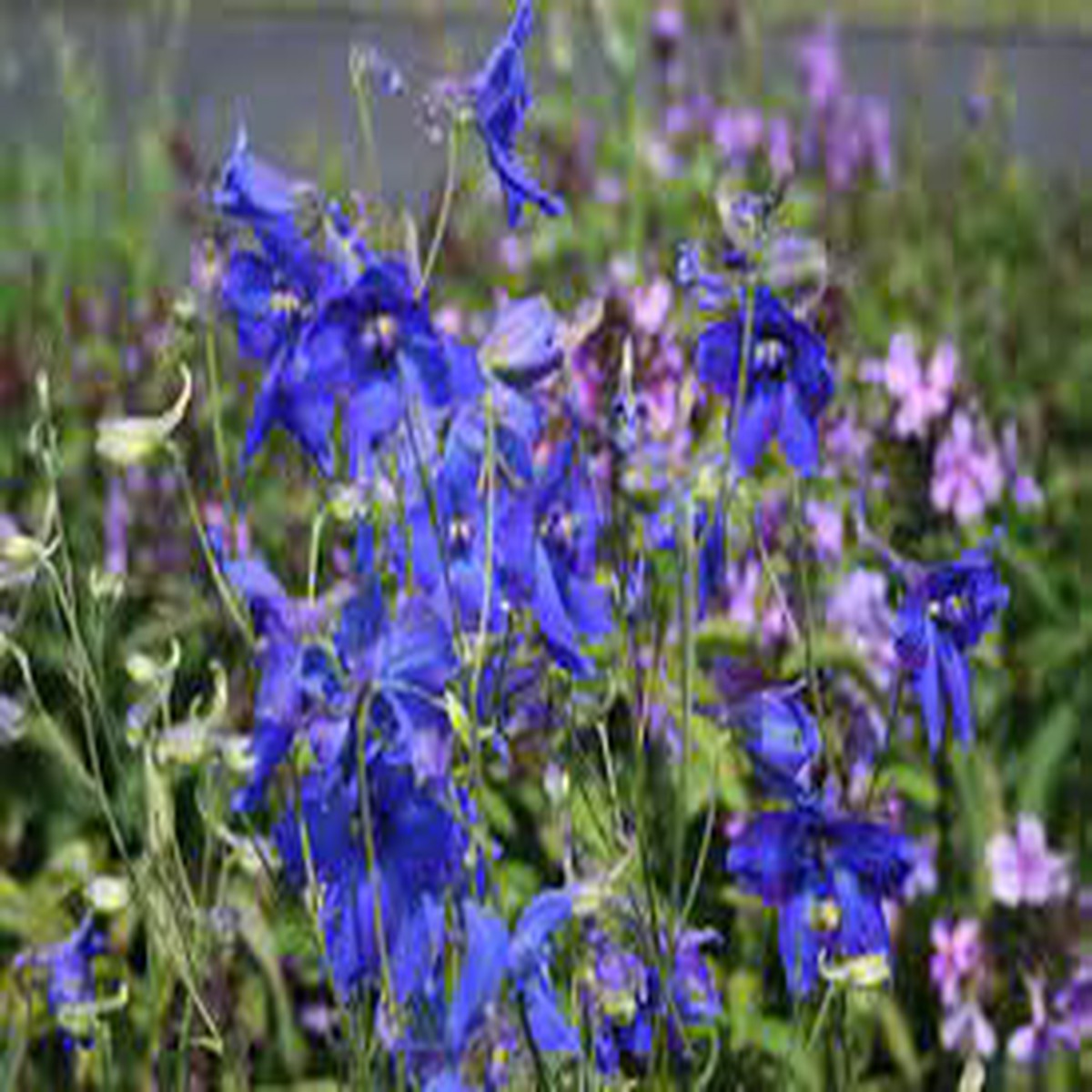 Delphinium belladonna Flower Seeds for Planting Heirloom & Non-GMO Spikes of Blue Blooms for Cottage Gardens & Cut Flower Beds