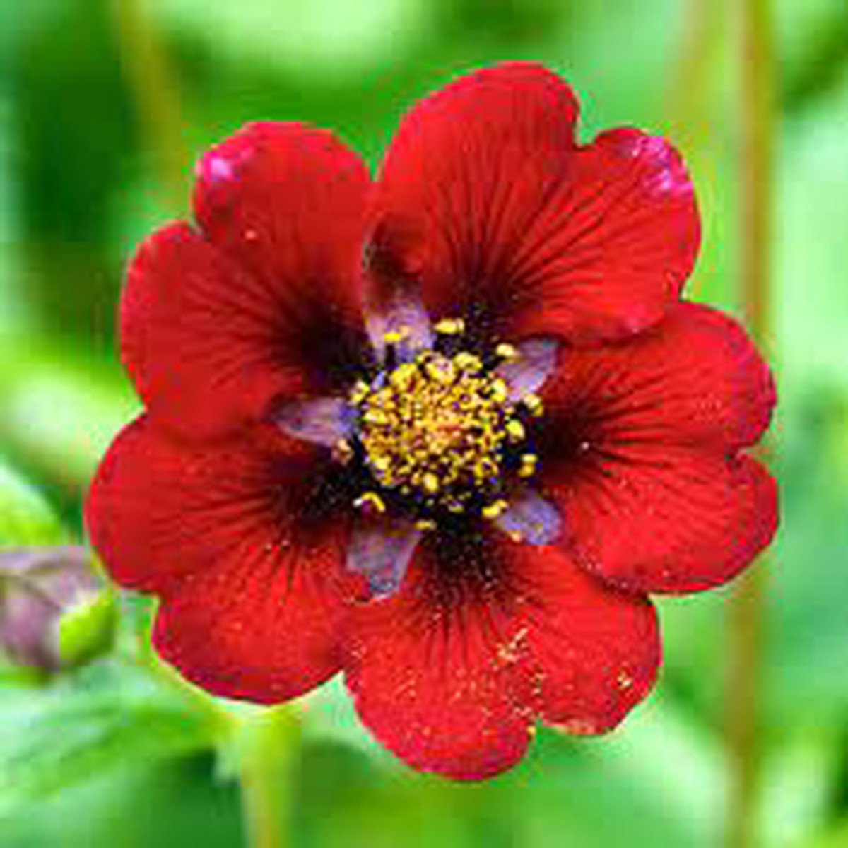 Heirloom Red Potentilla Atrosanguinea Flower Seeds, Non-GMO Perennial Bloom Seeds for Garden Planting