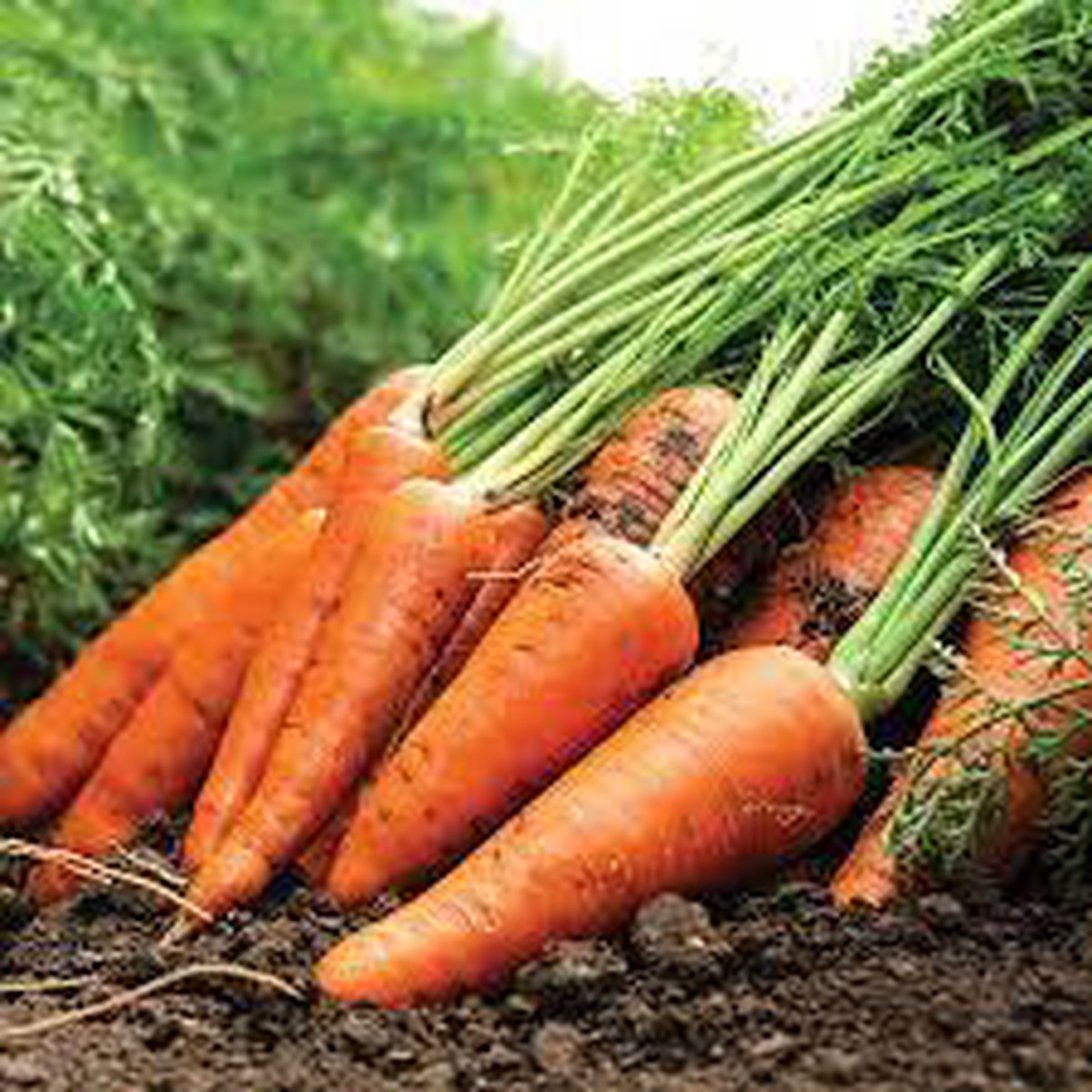 Kuroda Carrot Seeds for Planting Heirloom, Non-GMO Vegetable Seeds for Home Gardens and Organic Farming