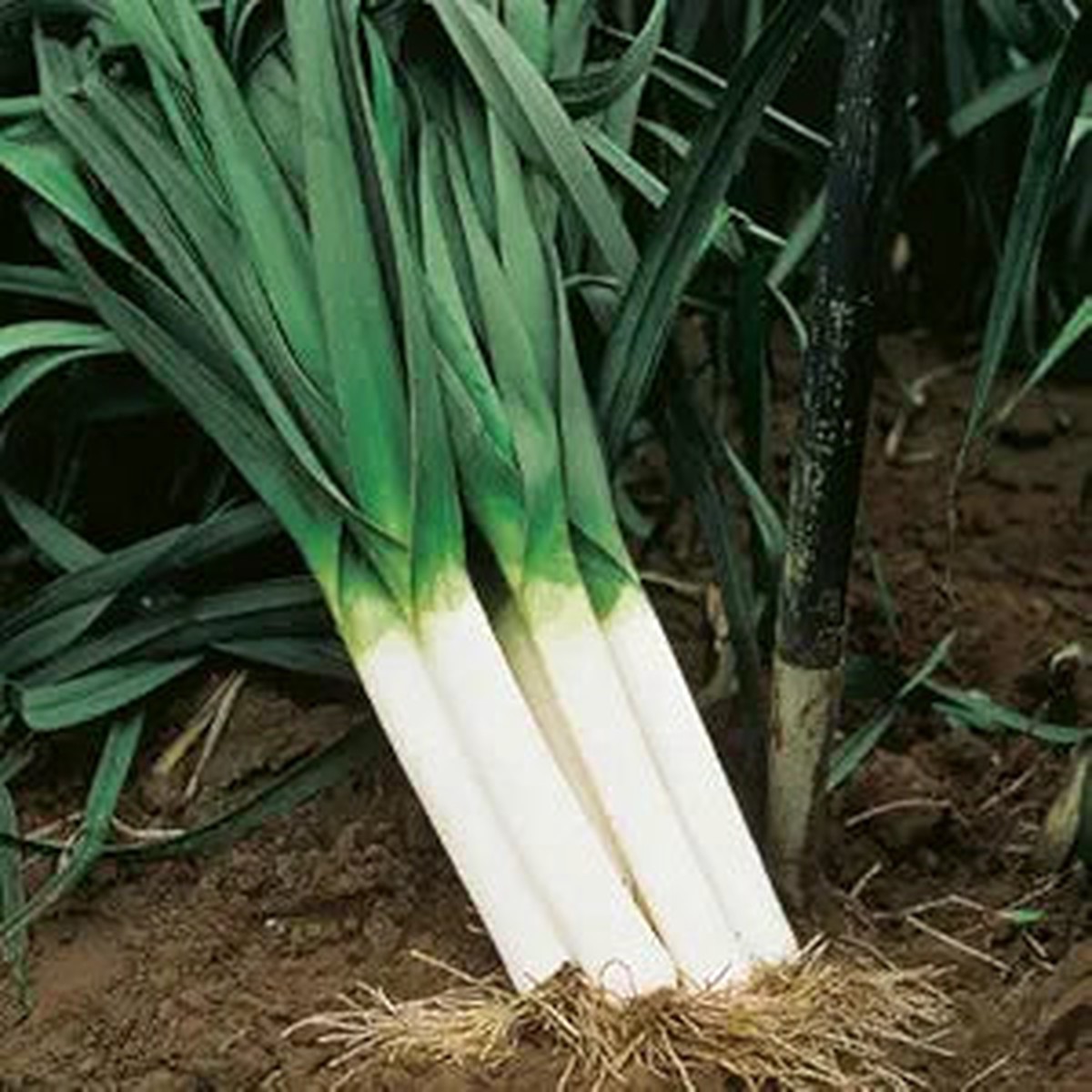 Leek American Flag Seeds Heirloom, Non-GMO, Mild-Sweet Flavor