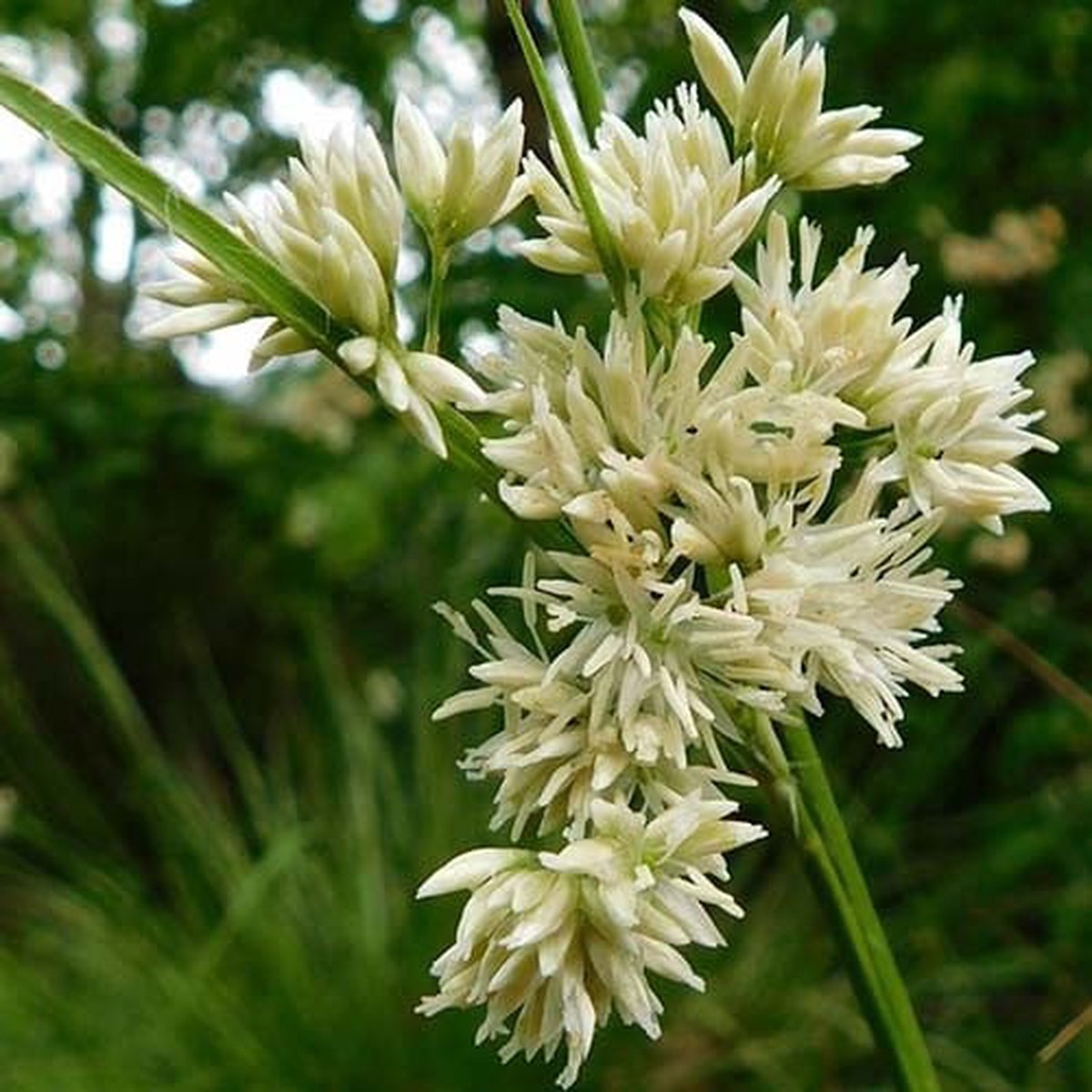 Luzula Nivea Seeds for Planting Snowy Woodrush, Ornamental Grass Seeds for Shade, Perennial, Non-GMO