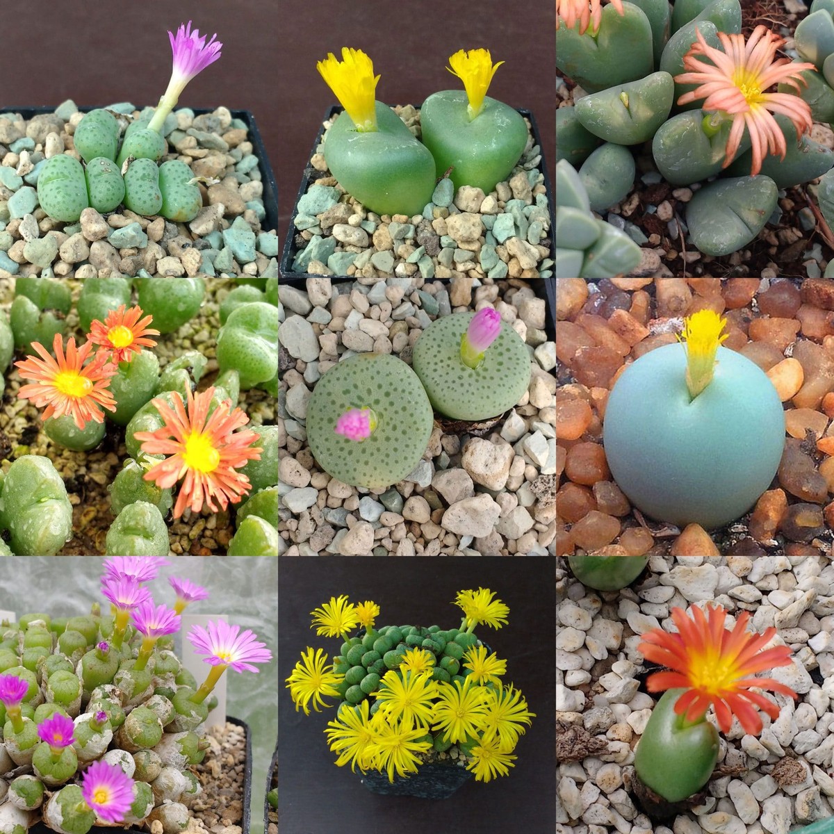 Mixed Conophytum Hammeri Plant Seeds for Planting, NON GMO Seeds