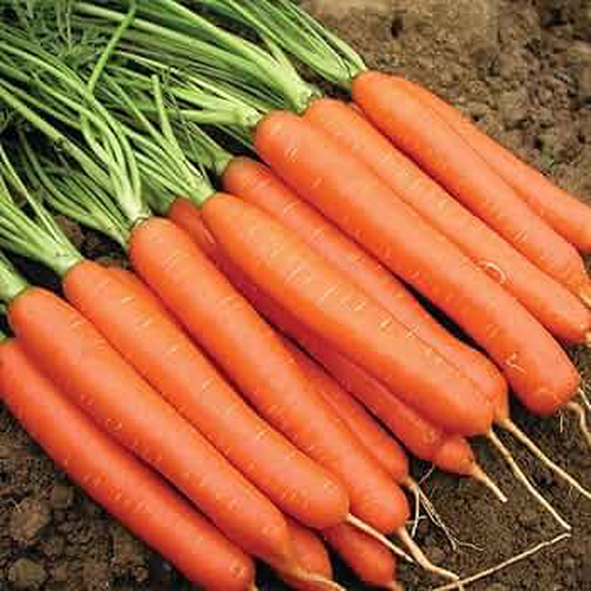 Nantes Carrot Seeds for Planting Heirloom, Non-GMO Vegetable Seeds for Home Garden and Organic Farming