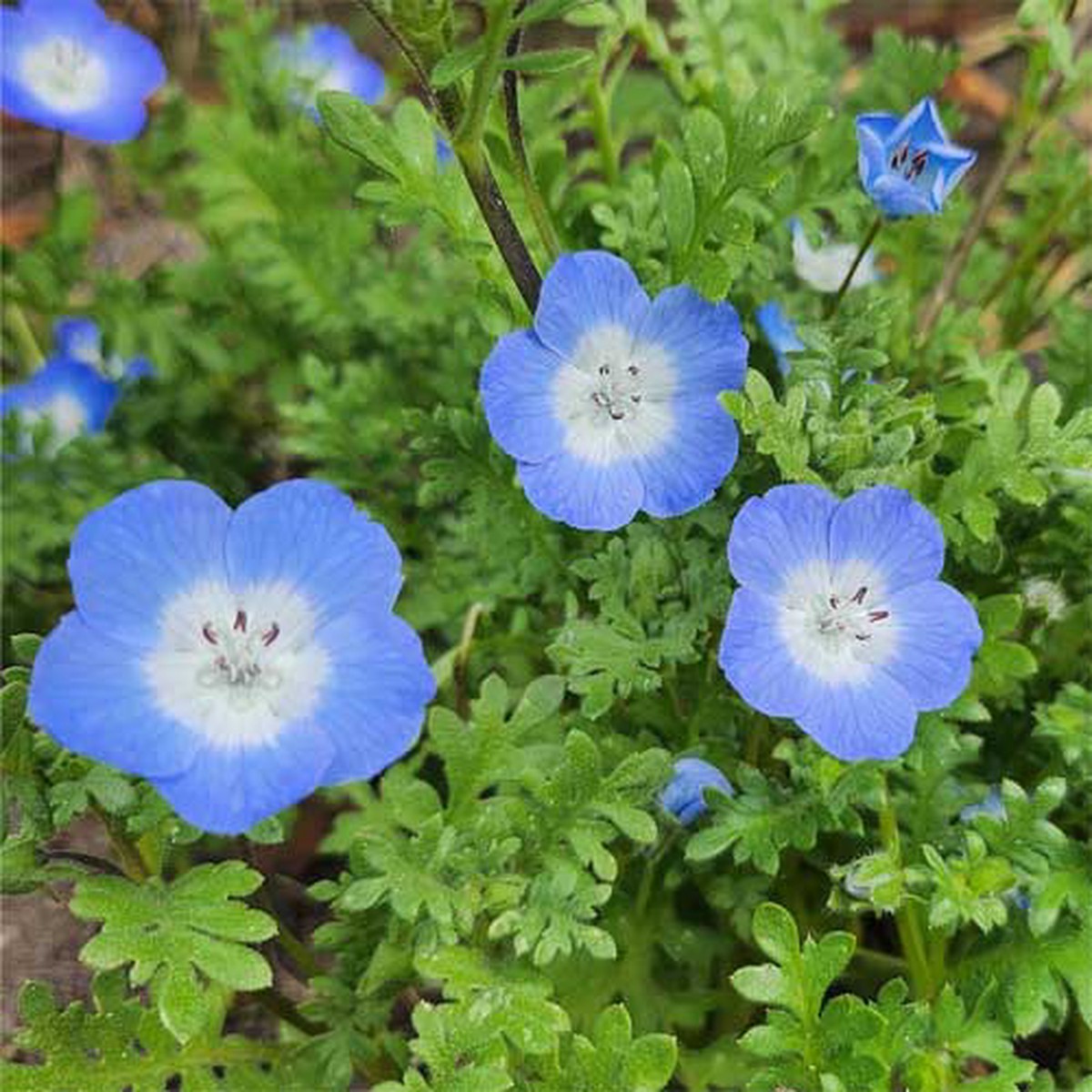 Nemophila menziesii (Baby Blue Eyes) Flower Seeds for Planting Heirloom & Non-GMO Cool-Season Blooms for Borders and Wildflower Gardens