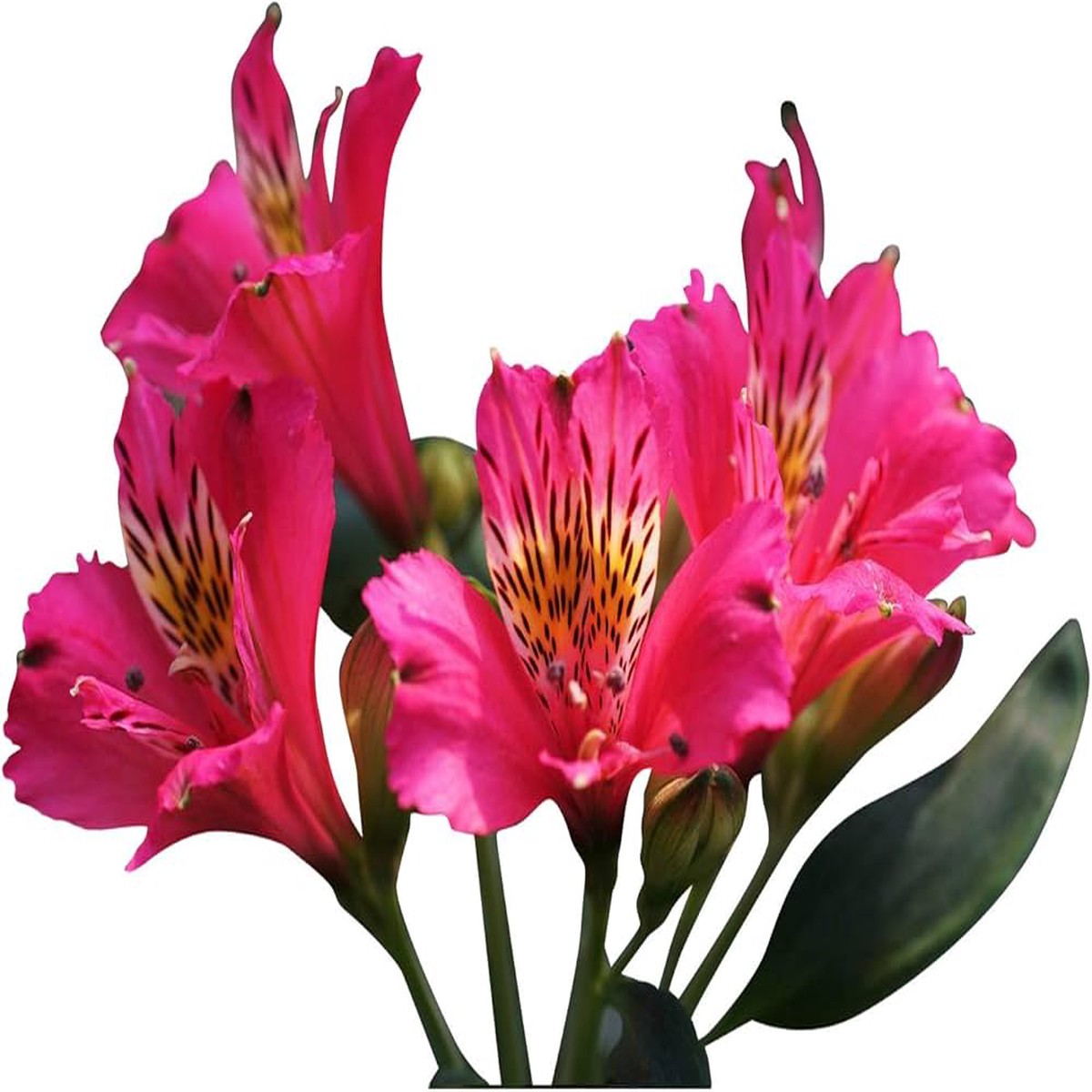 Pink Alstroemeria Seeds - Heirloom Non-GMO Planting Flower Seeds
