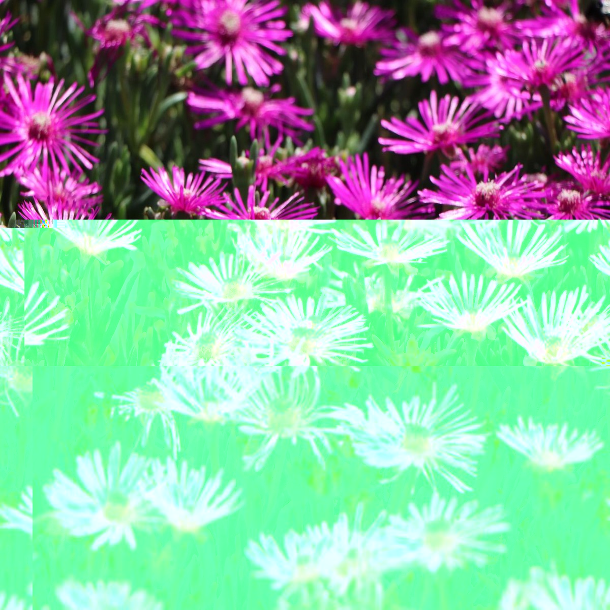 Purpleb Portenschlagiana Flower Seeds for Planting Heirloom, Non-GMO, High Germination Organic Garden Seeds