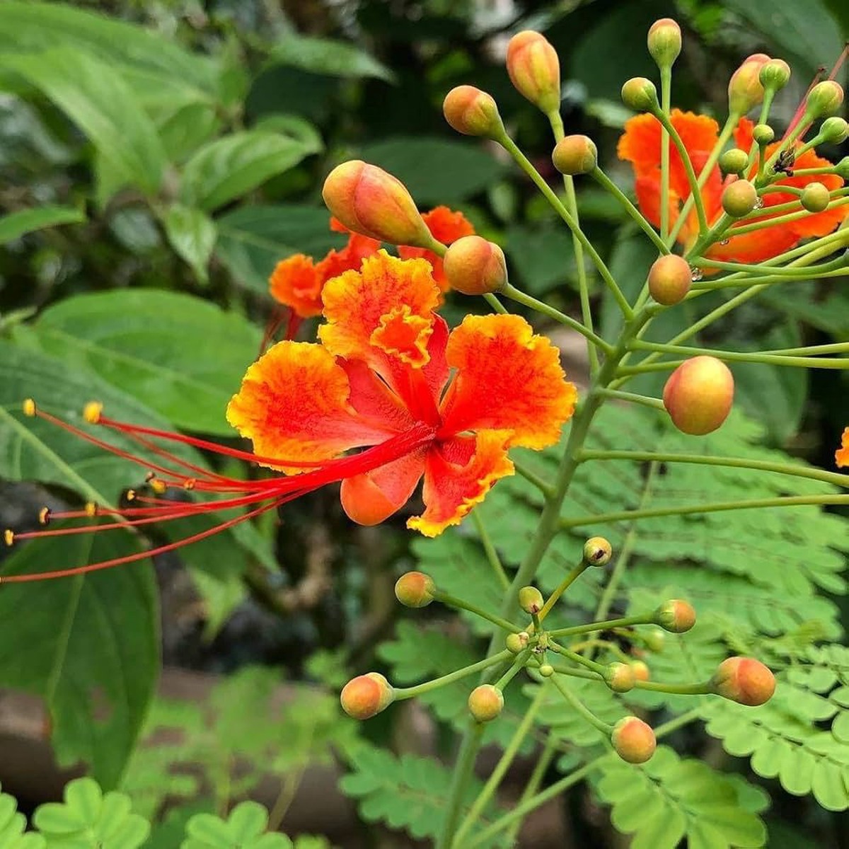 Red Caesalpinia Peacock Flower Seeds for Planting Non-GMO, Heirloom, High Germination Ornamental Garden Seeds
