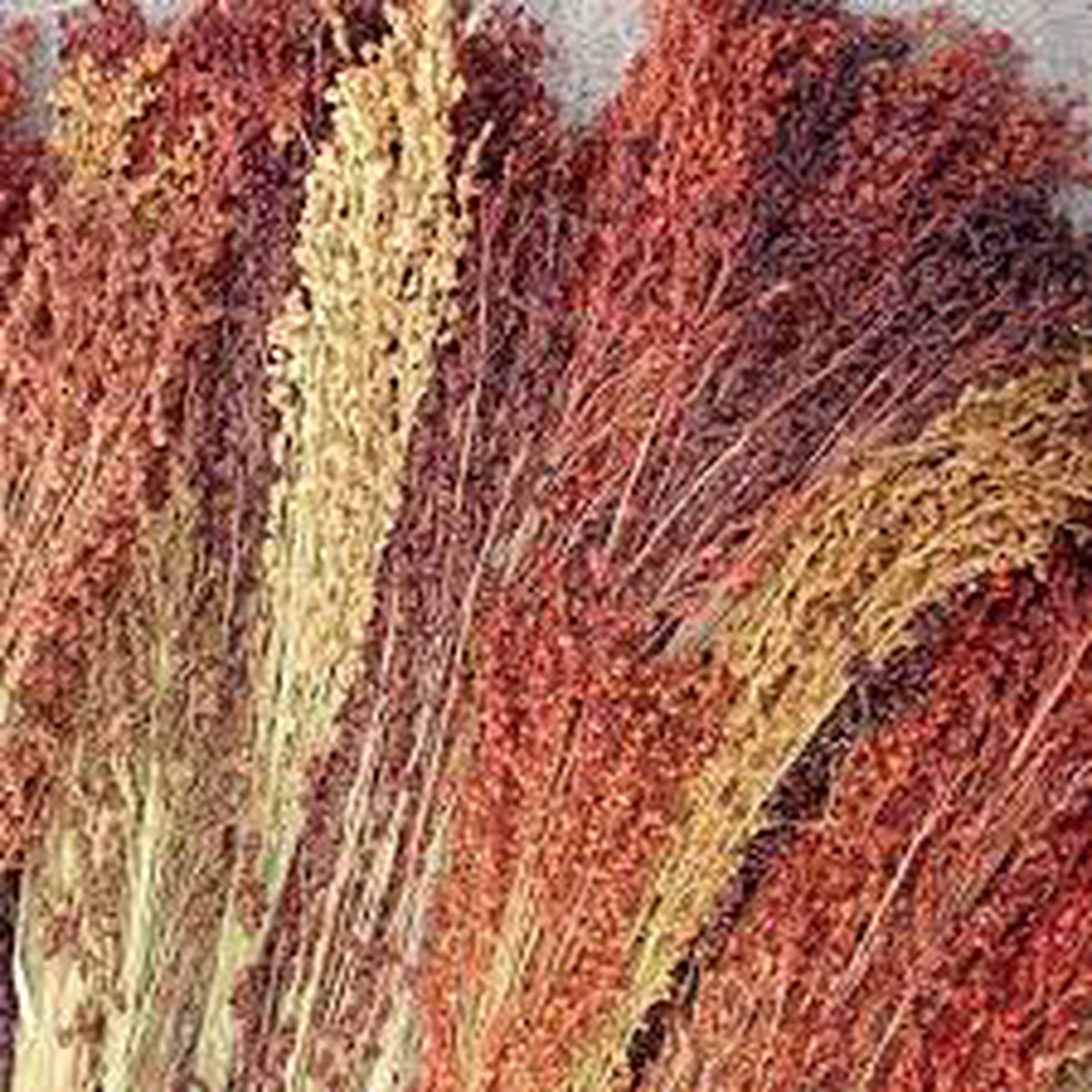 Sorghum Broom Corn Seeds for Planting Heirloom, Non-GMO Grain & Craft Seeds for Gardens and Homesteads