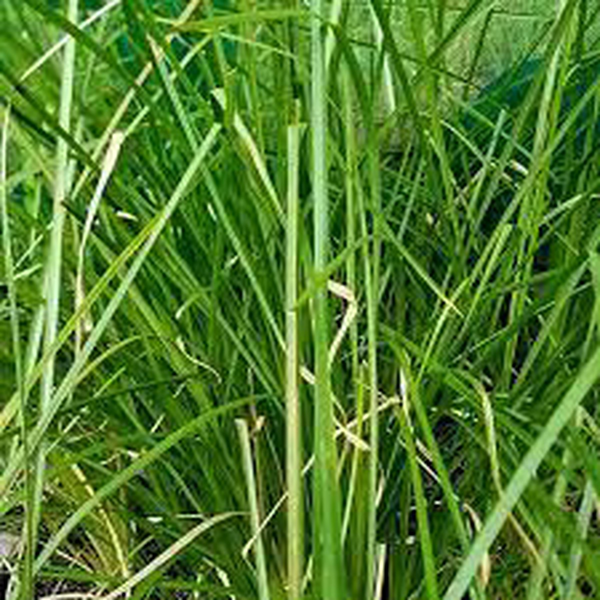 Vetiver Plant Seeds for Planting Aromatic Grass Seeds for Soil Erosion Control, Fragrance, and Landscaping