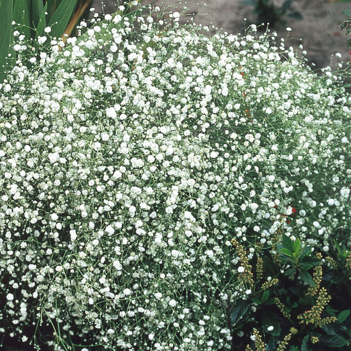 White Gyposophila Elegans Plant Seeds for Planting - NON GMO Seeds