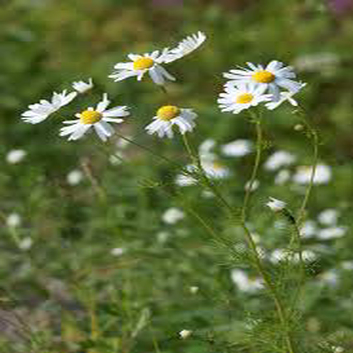 Wild Chamomile Seeds for Planting Heirloom, Non-GMO Medicinal Herb for Tea & Relaxation Gardens