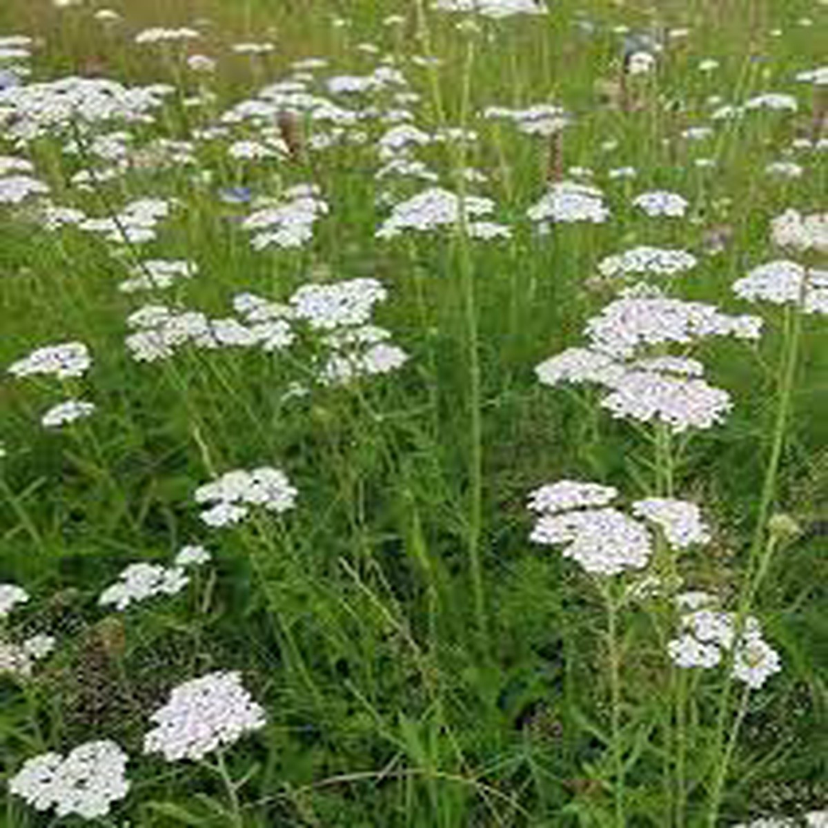 Yarrow Milfoil Seeds for Planting Heirloom, Non-GMO Medicinal Herb & Pollinator-Friendly Perennial Flowers