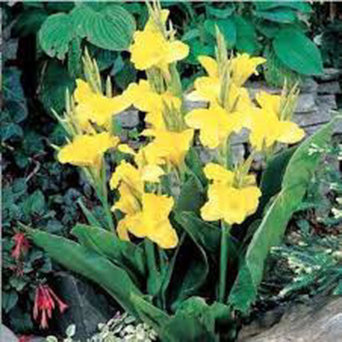 Yellow Pretoria Flower Seeds for Planting Heirloom, Non-GMO, High Germination Organic Garden Seeds