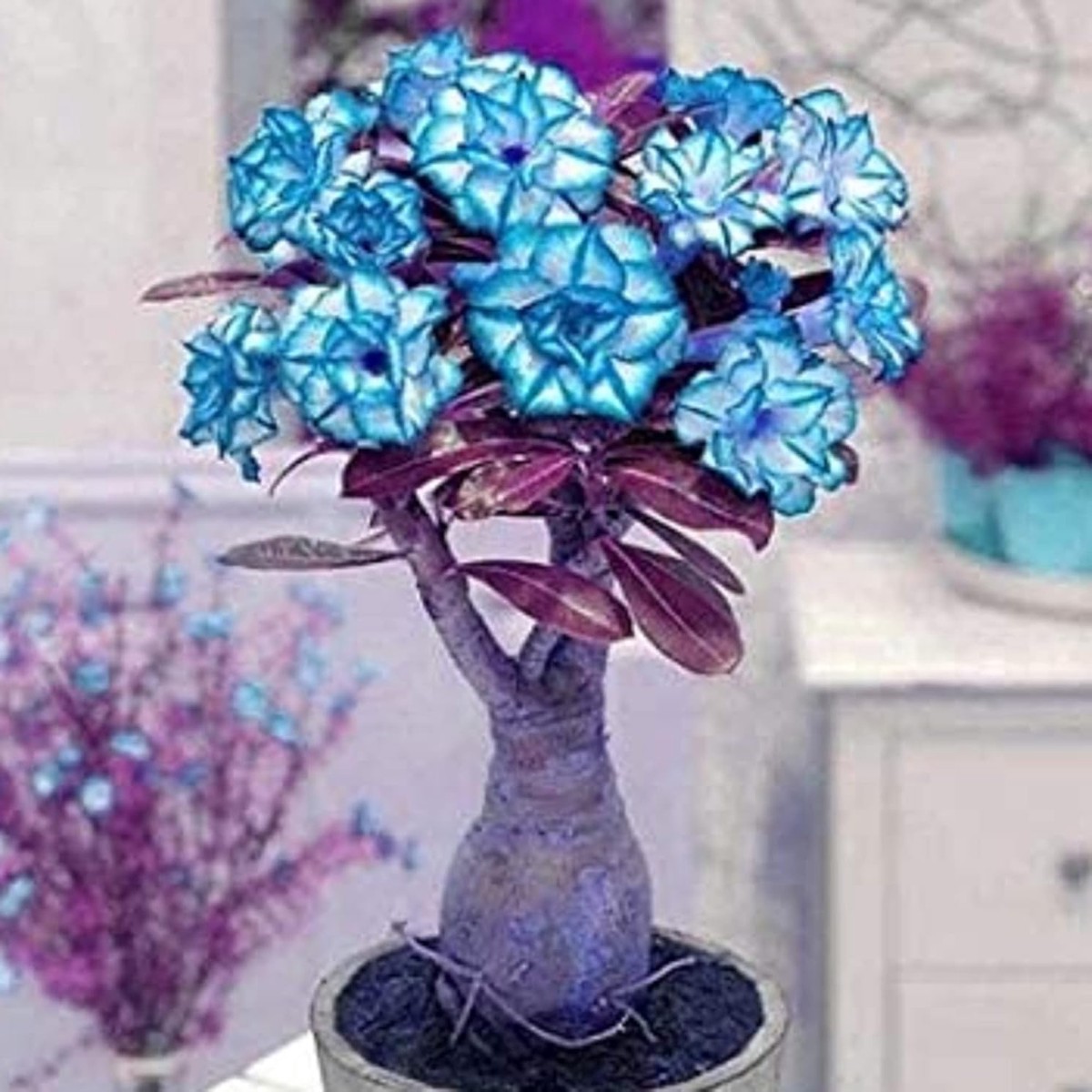 Blue Adenium Bonsai Flower Seeds for Planting Heirloom, Non-GMO, High Germination Organic Garden Seeds