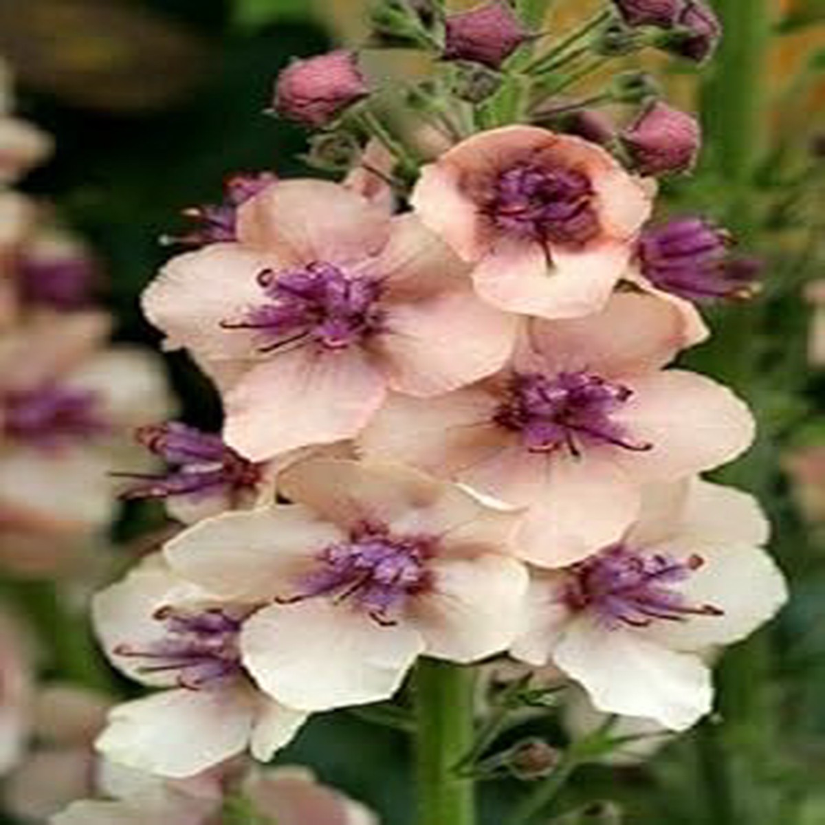 Cream Verbascum Flower Seeds for Planting - NON GMO Seeds