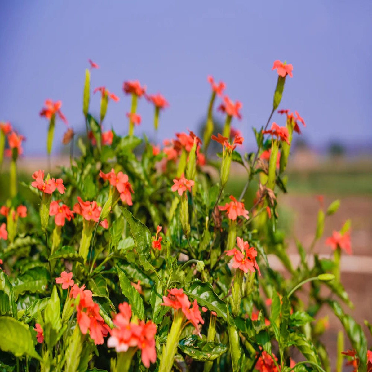 Crossandra Semi Flower Seeds for Planting Vibrant, Non-GMO, Heat-Tolerant Blooms for Gardens & Pots