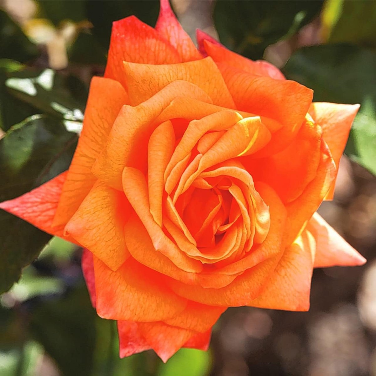 Dark Orange Rose Flower Plant Seeds Heirloom Non-GMO Garden Seeds for Planting with High Germination for Organic Growing
